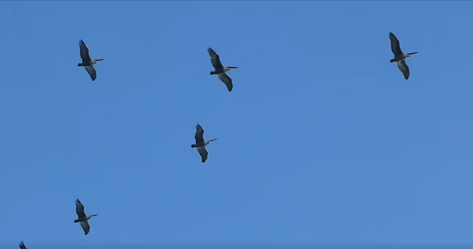 Нечакани гости пристигнаха във Варна 