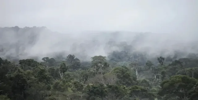 Учените с ужасна прогноза за белите дробове на планетата  