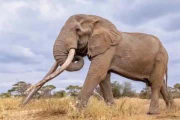 Умря най-известният слон в света. Символът на Африка