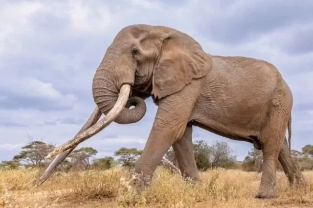 Умря най-известният слон в света. Символът на Африка