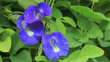 Магическото синьо цвете, което променя съдбите на фермерите в Индия