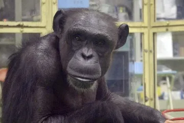 Отиде си най-известното шимпанзе в света, беше гений