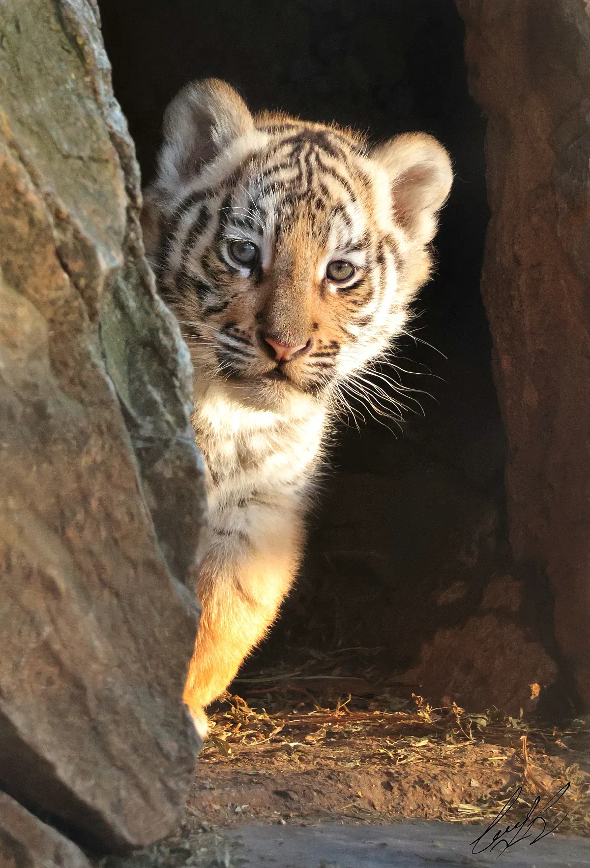 Зоопарк Стара Загора търси име за малкото бенгалско тигърче   