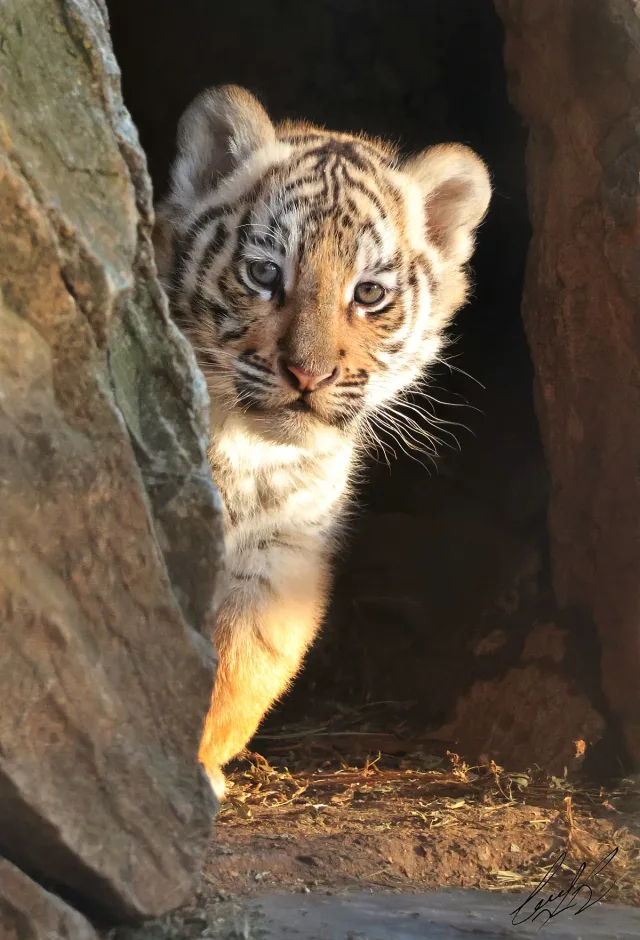 Зоопарк Стара Загора търси име за малкото бенгалско тигърче   