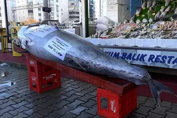 Какво става? Страшилища напълниха Черно море