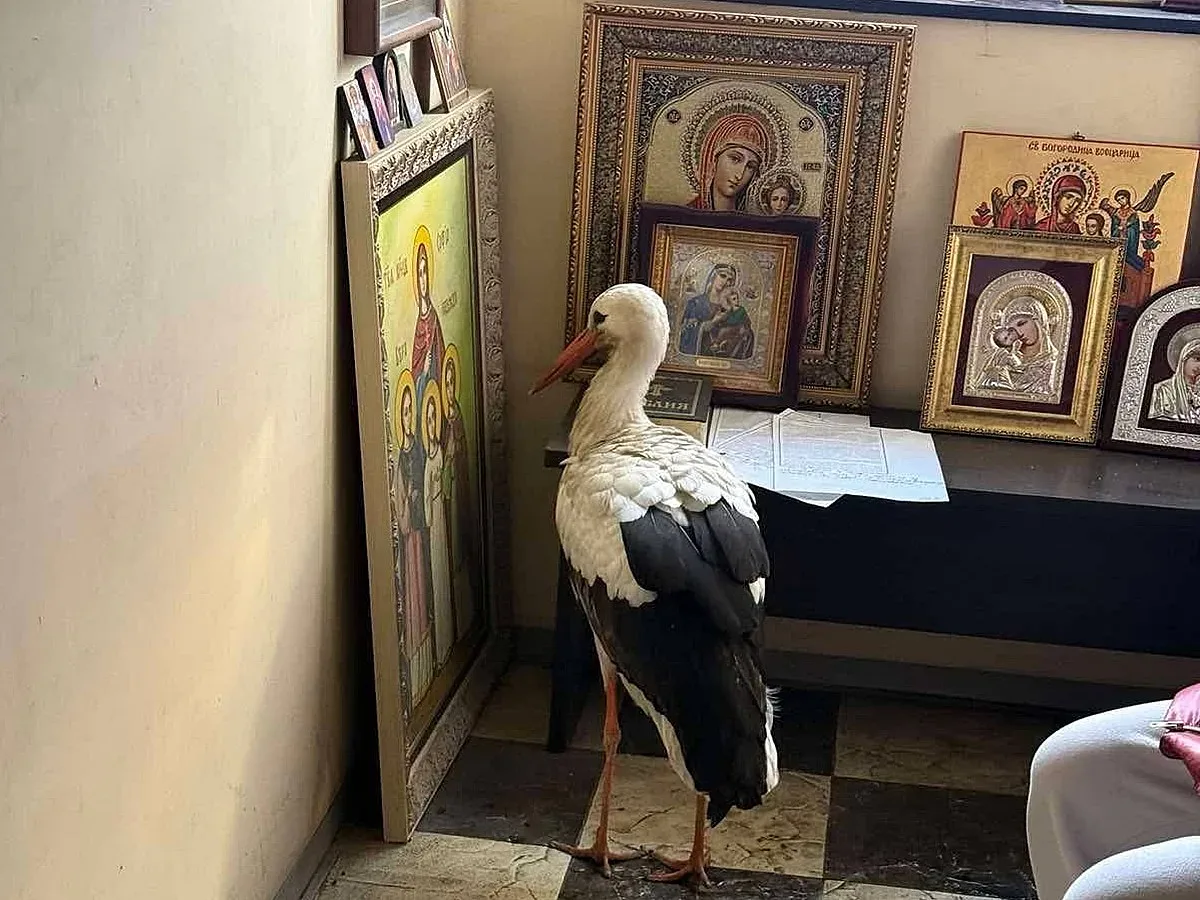 Чудо! Премръзнал щъркел потърси спасение в параклис