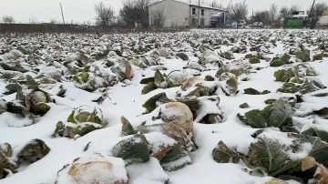 Такъв шок с българското зеле никой не беше очаквал!