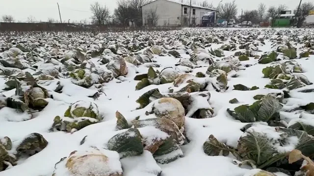 Такъв шок с българското зеле никой не беше очаквал!