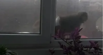 Маймуна с памперс обикаля Люлин ВИДЕО