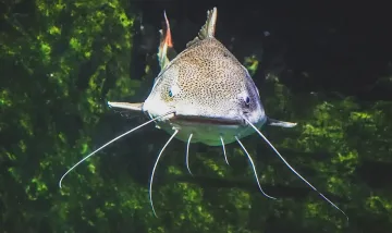 Георги хвърли въдицата в Марица и извади 2 метра чудовище ВИДЕО