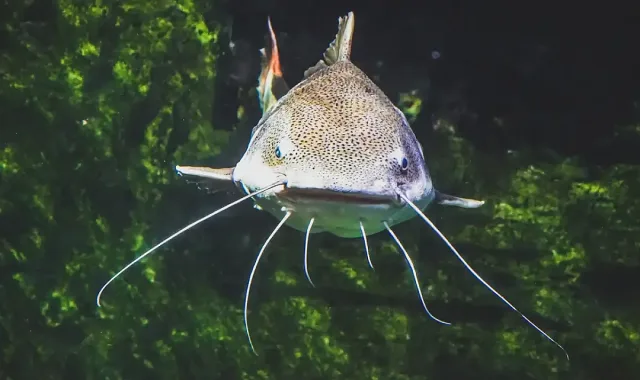 Георги хвърли въдицата в Марица и извади 2 метра чудовище ВИДЕО