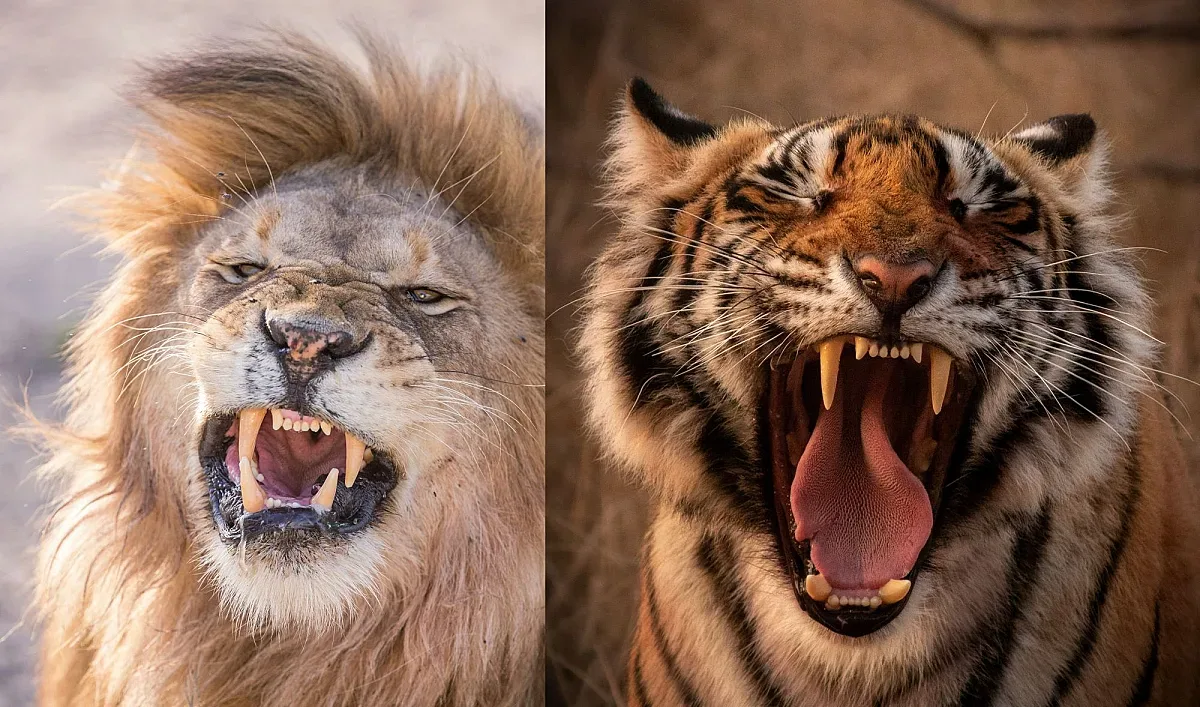 Лъв срещу тигър! Кой наистина е царят на животните?