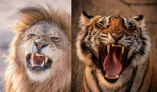 Лъв срещу тигър! Кой наистина е царят на животните?