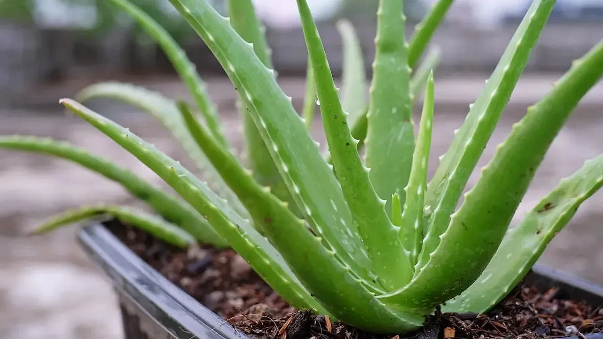 Защо алоето изсъхва и как да го спасим? 7 прости стъпки