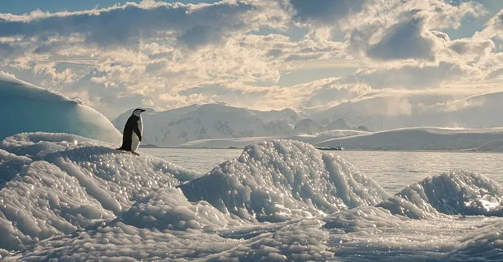 Заблуда или избор? Пингвин разтърси интернет с това, което направи 