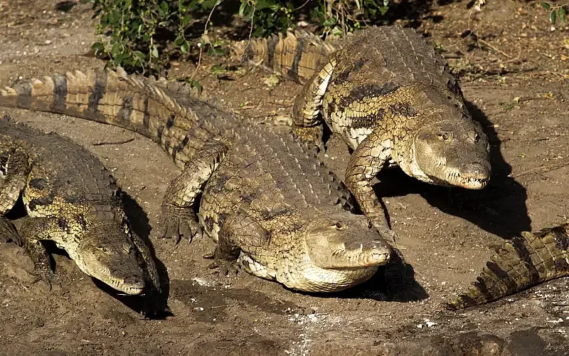 Крокодили и хипопотами по улиците, ядат хора