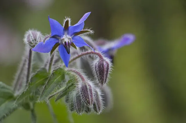 Древно растение лекува суха кожа и екзема