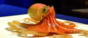 Морските създания на Блашка. Най-загадъчните 