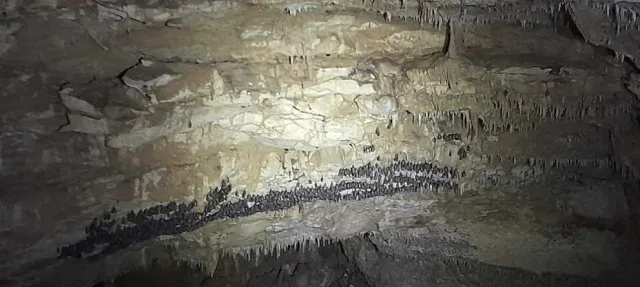 Уникално! Какво живее в пещера Бисерна