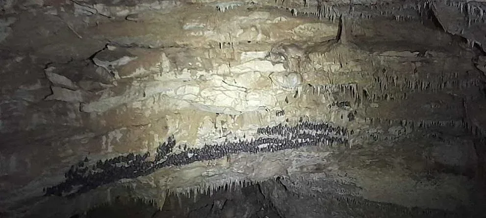 Уникално! Какво живее в пещера Бисерна