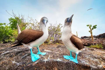 Ще паднете от този факт! Как се ухажват бодливите свинчета. И как синьокраките рибояди