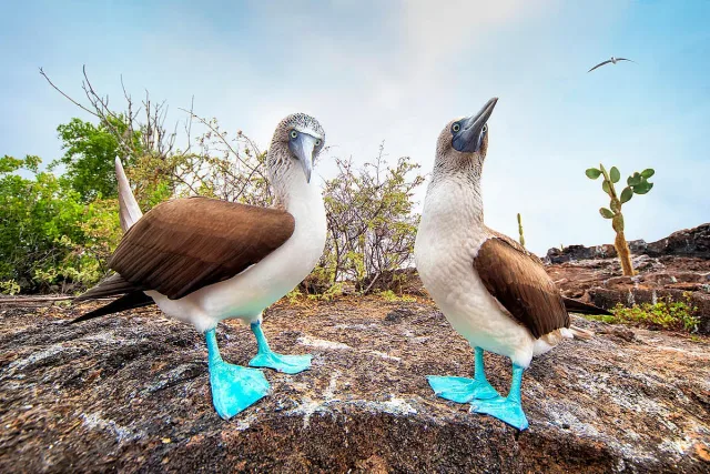 Ще паднете от този факт! Как се ухажват бодливите свинчета. И как синьокраките рибояди