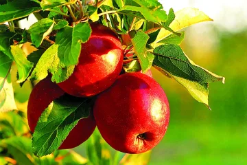 Чудесата на ябълките. Защо лекуват?