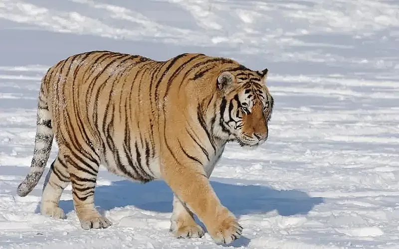 Изненадваща поява в Румъния. Никой не очакваше това 