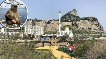 Защо макаците на Гибралтар станаха поданици на Короната