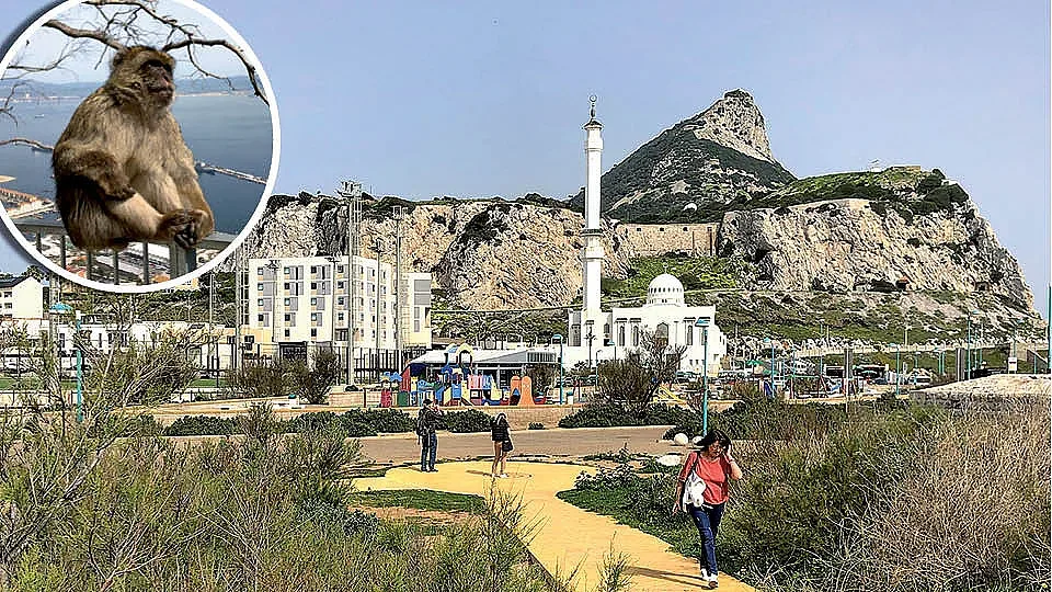 Защо макаците на Гибралтар станаха поданици на Короната