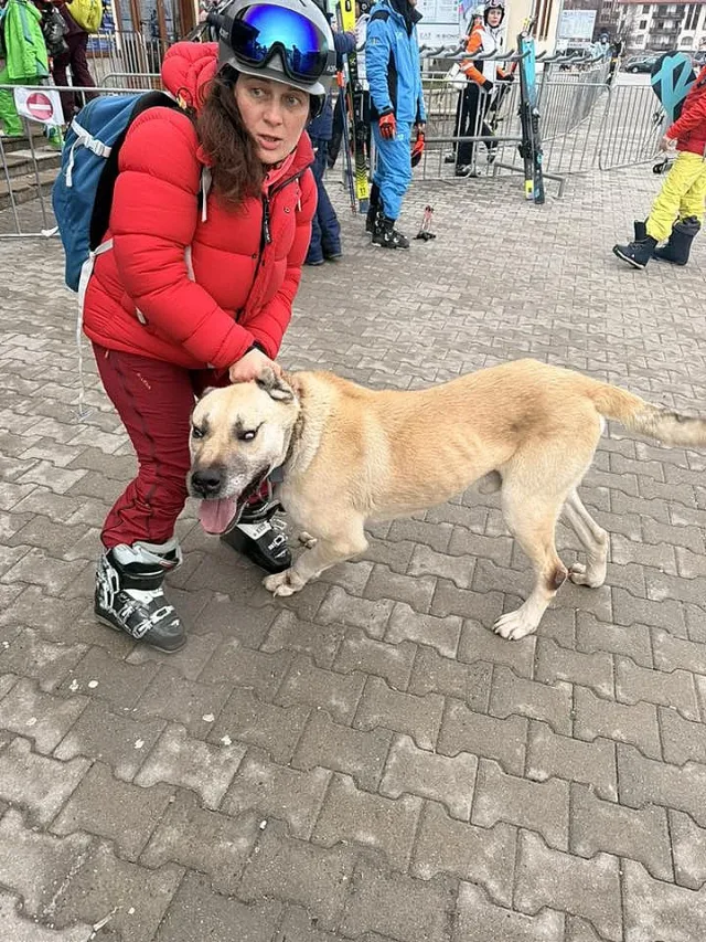 В Банско пропищяха - куче рецидивист напада и хапе наред