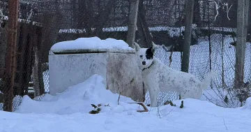 Болни мозъци! Страшни разкрития за мъчителите на животни!