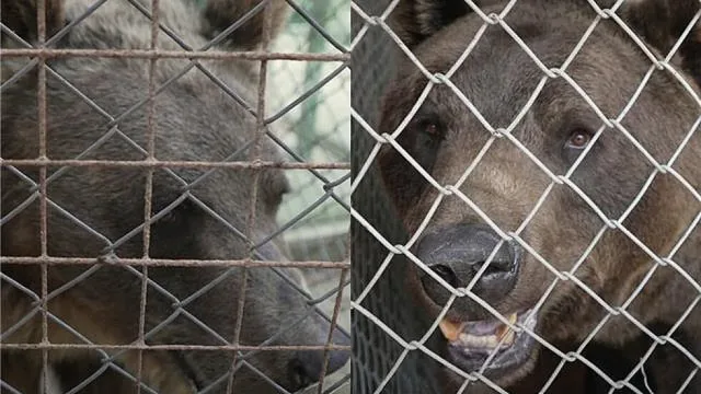 Две мечета от Аржентина пристигнаха в Белица (СНИМКИ)
