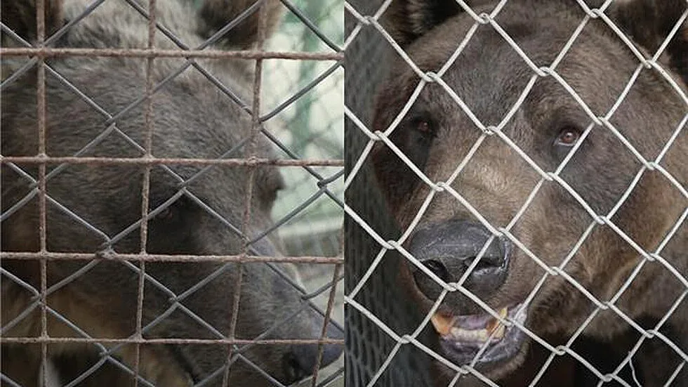 Две мечета от Аржентина пристигнаха в Белица (СНИМКИ)