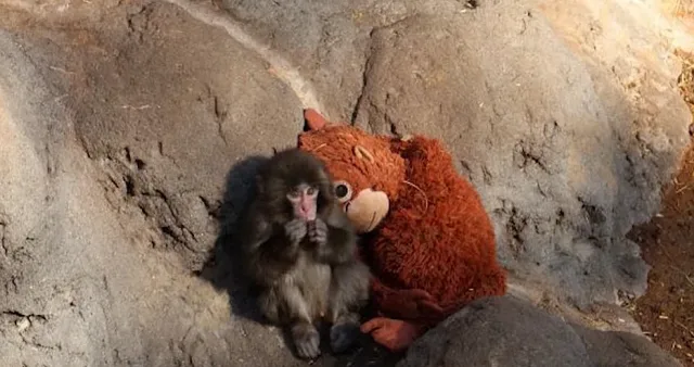 Маймунката Пънч трогна милиони и стана тотален хит в нета