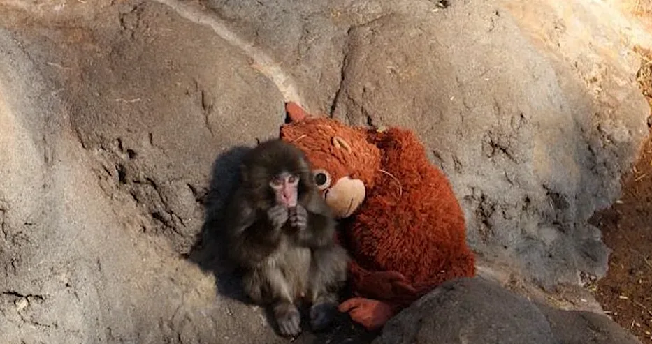 Маймунката Пънч трогна милиони и стана тотален хит в нета