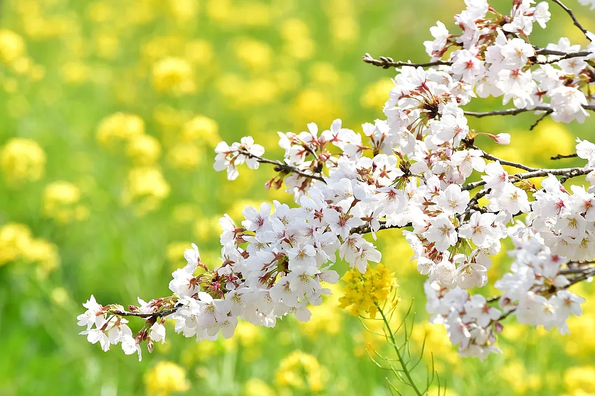 Температурите днес са нечувани! Пролет е