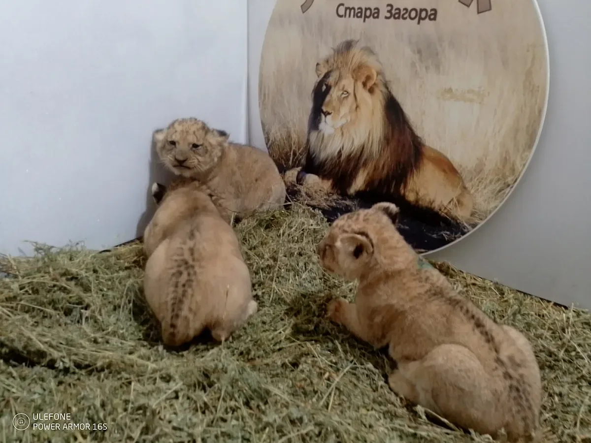 Зоопарк Стара Загора има трима нови обитатели