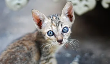 Защо очите на котките светят в тъмното? Обяснението на учените