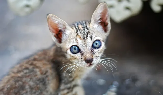 Защо очите на котките светят в тъмното? Обяснението на учените