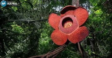 Цветето, което диша като звяр и живее без корени