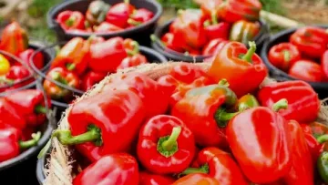 Наш град се хвана за главата! Чушките с невиждана цена