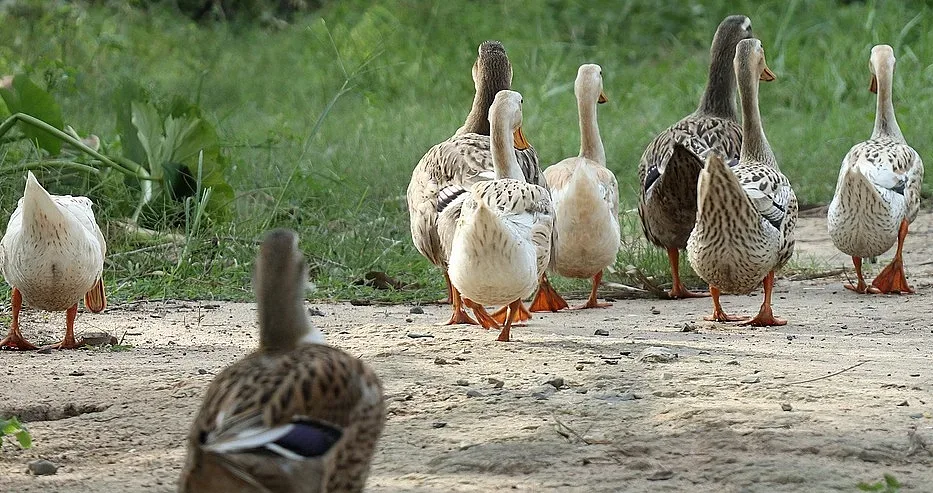 Заради птичия грип! Извънредно решение в наш град