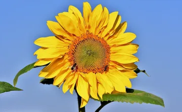 Слънцето изгрява отново за 4 зодии. Ето какво ги очаква