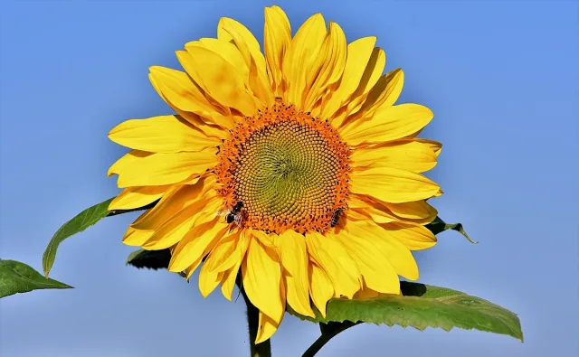 Слънцето изгрява отново за 4 зодии. Ето какво ги очаква