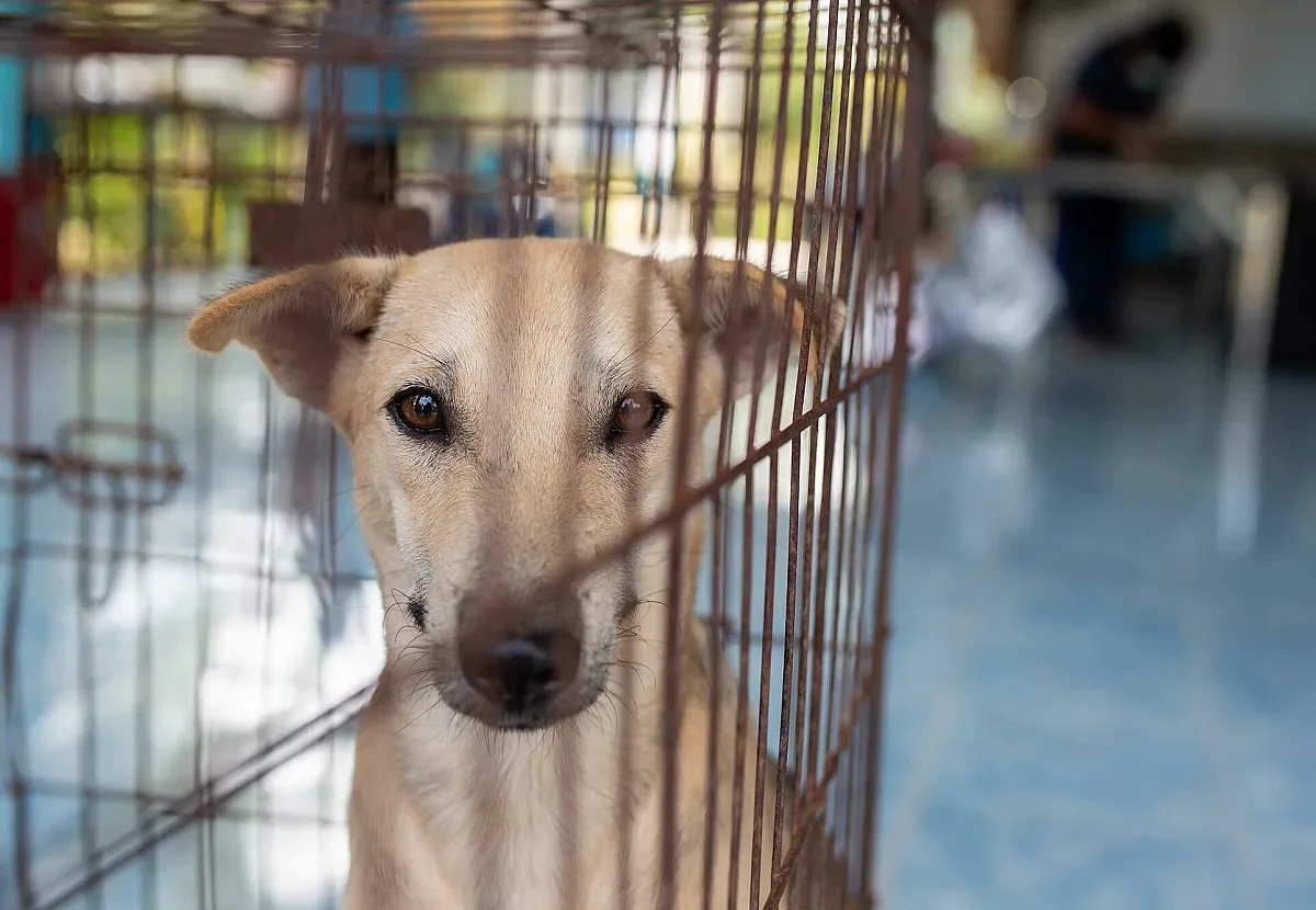 Клетка с храна и последно сбогом. Още едно трагично лице на войната