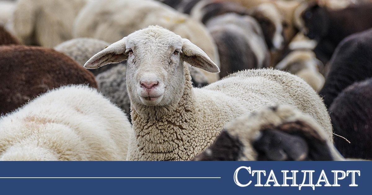 Има опасност от разпространение на антракс от огнището в Силистренско