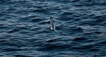 Стотици мъртви птици по плажа на Шабла