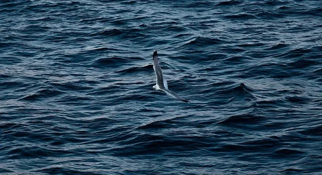 Стотици мъртви птици по плажа на Шабла