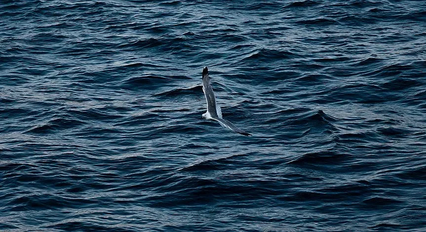 Стотици мъртви птици по плажа на Шабла